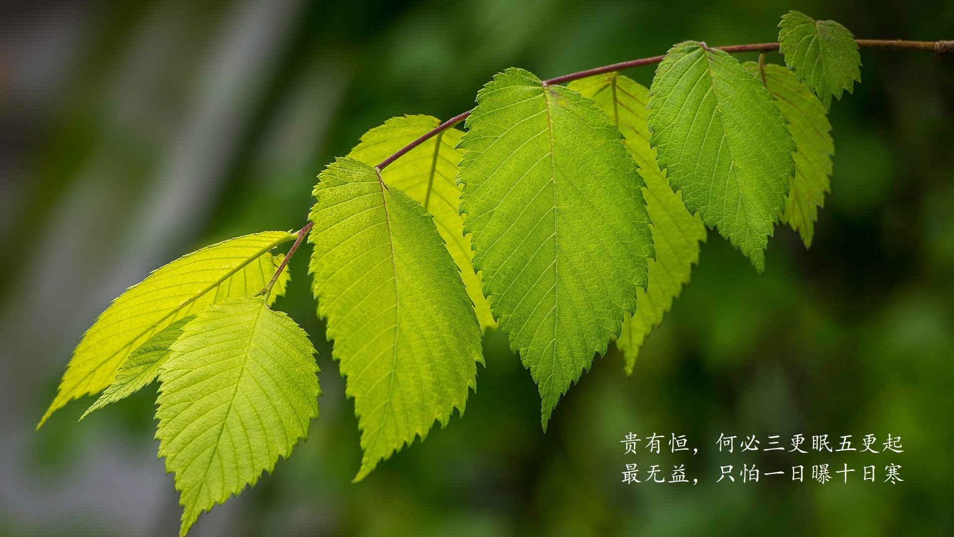 电竞教练战术分析报告，电竞教练教案范本