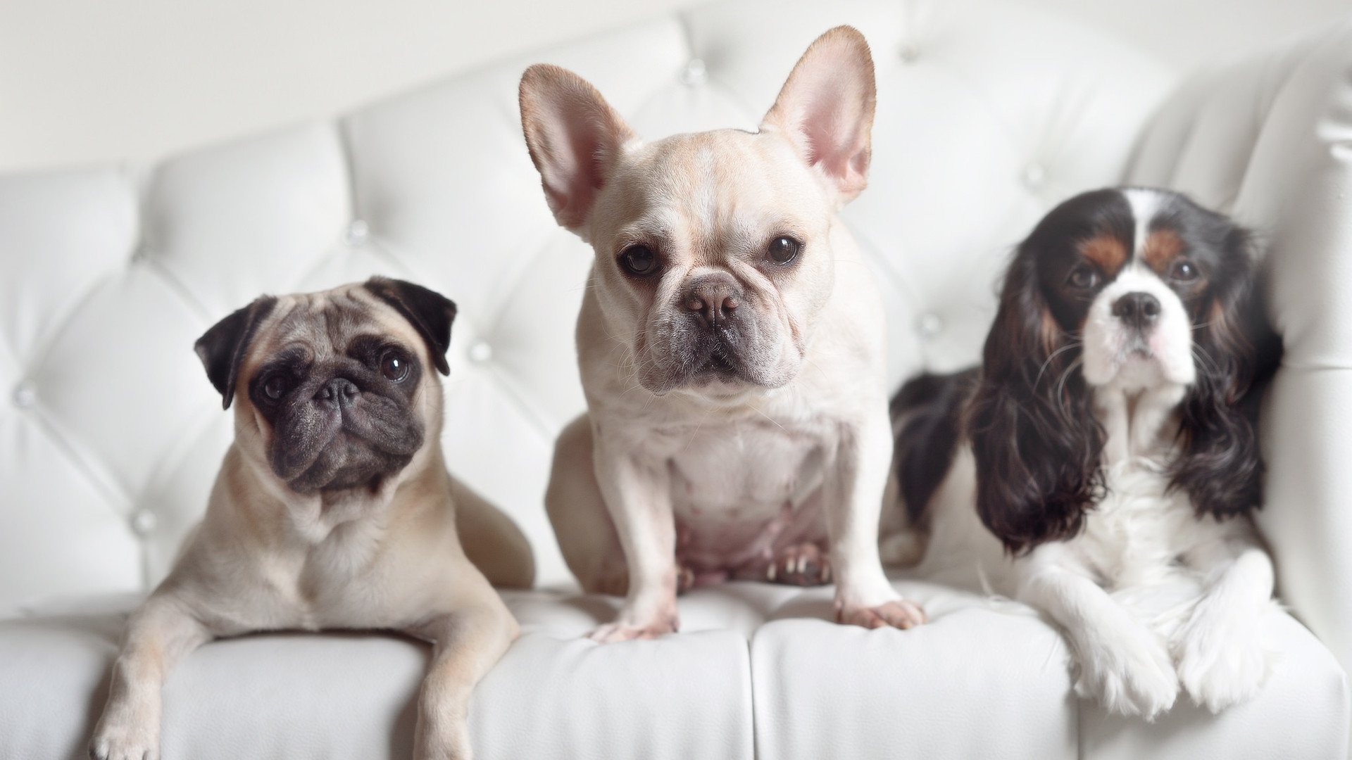 后场速度之战谁能领跑联盟，后场速度之战谁能领跑联盟啊