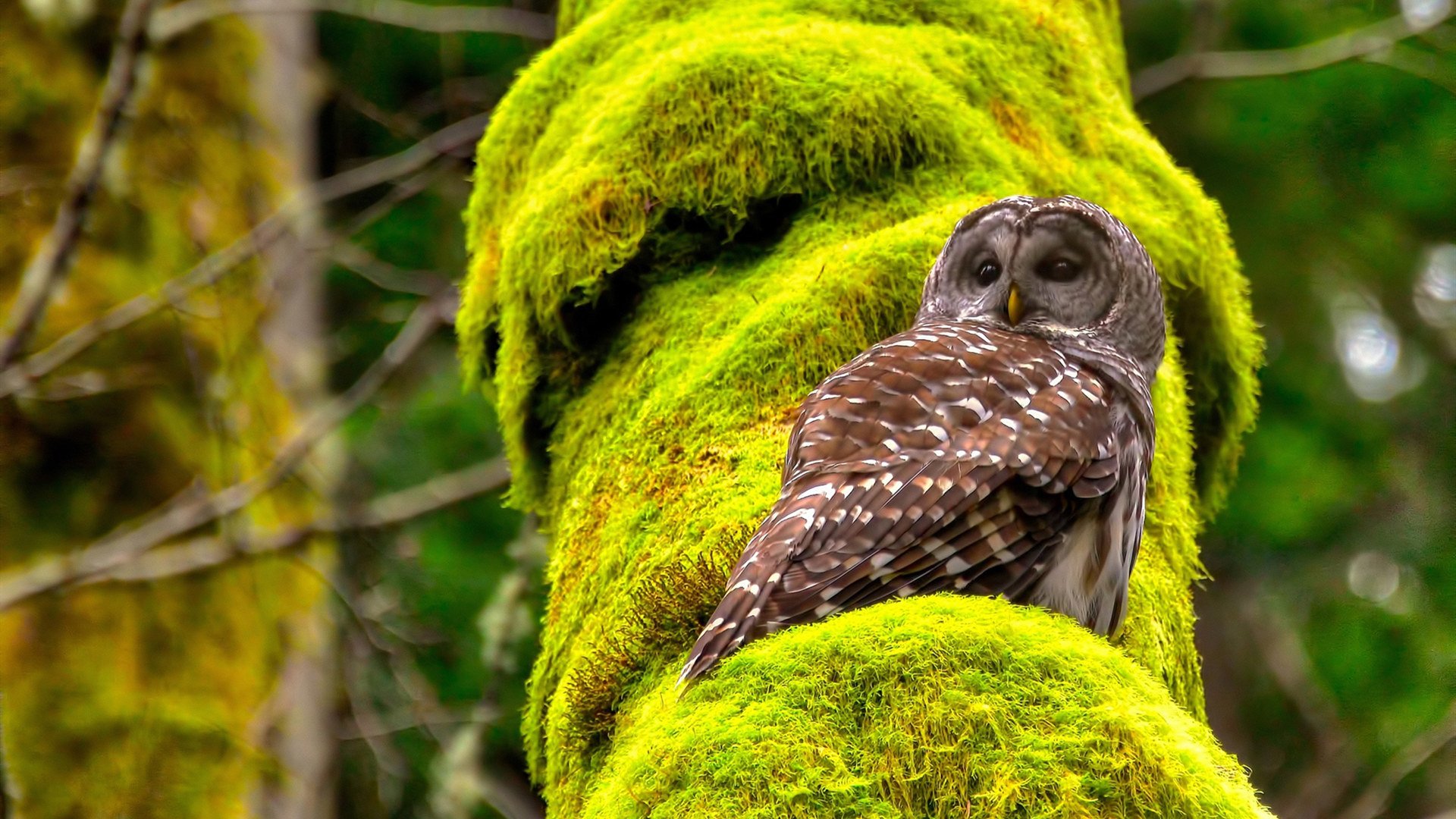 爱游戏平台-恩波利推进连贯提升场面控制力，恩波利转会