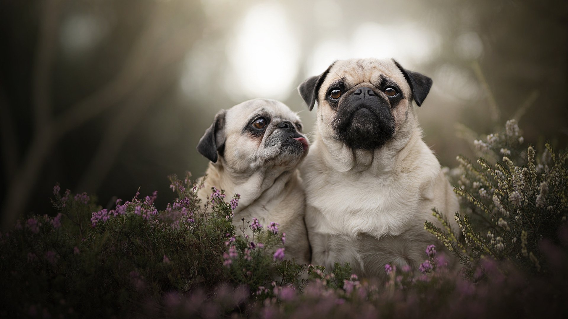 校园足球常规训练缺乏视频采集支持，校园足球比赛存在的问题