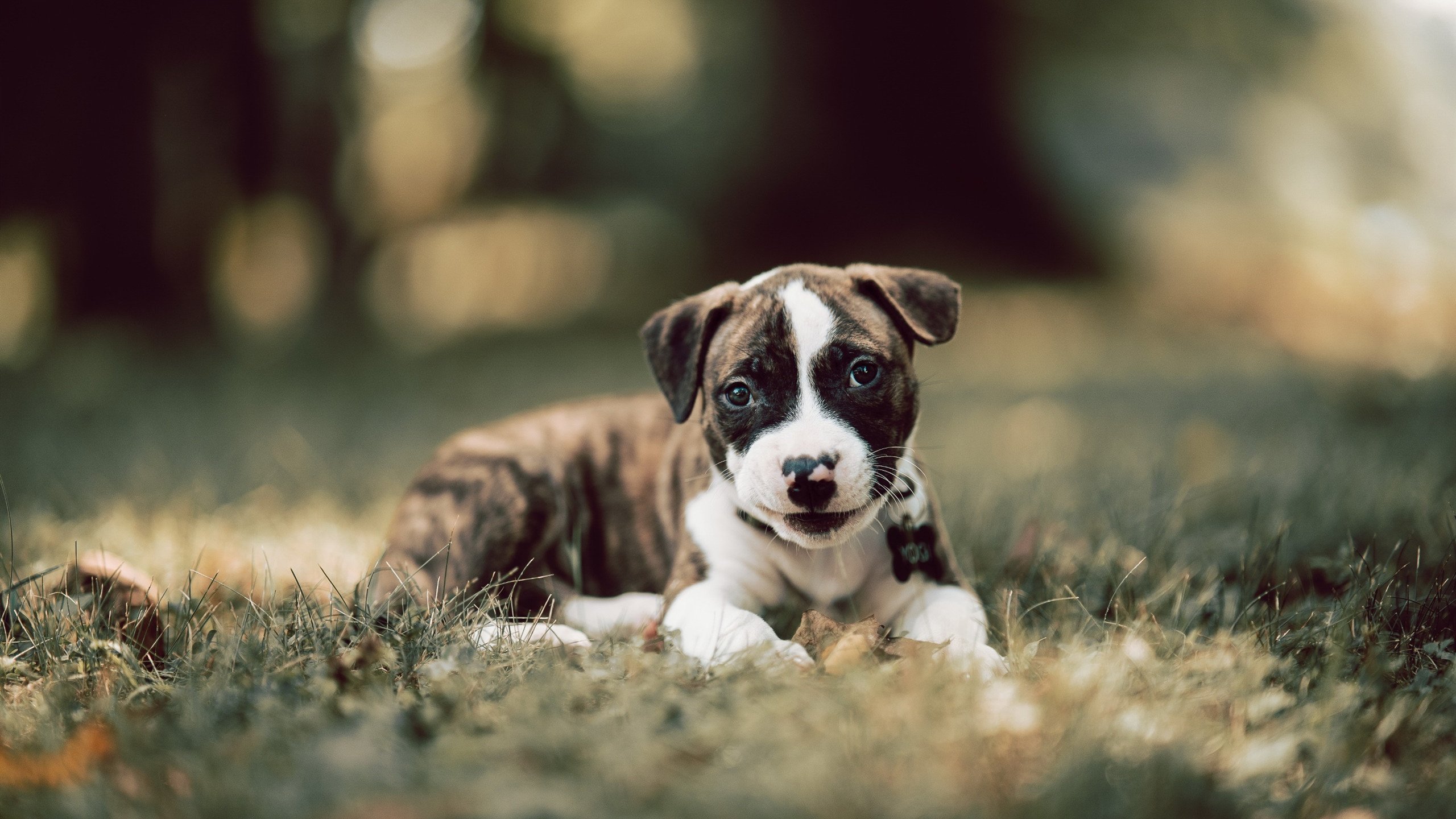 爱游戏电竞官网-花样滑冰动作难度不断提升精彩纷呈，花样滑冰动作讲解