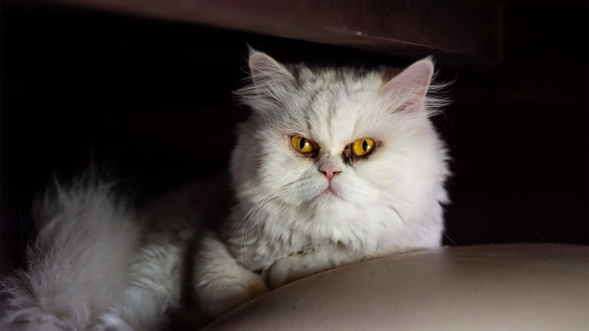 AYX SPORTS-世界杯燃情夜：传奇瞬间永不褪色！，最燃的世界杯主题曲