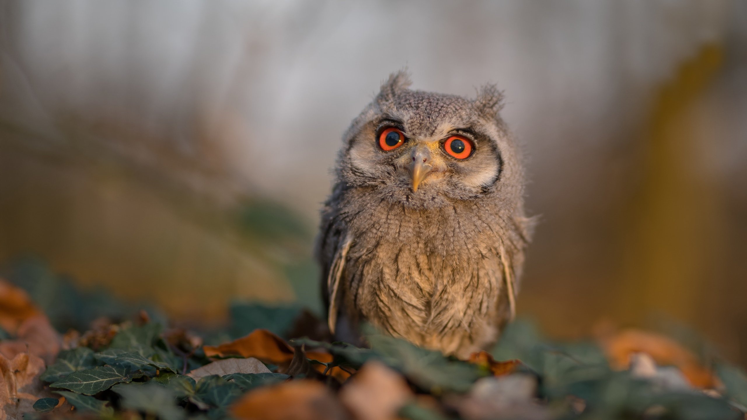 中国足球俱乐部加大对青训资金投入力度，中国足球青训政策