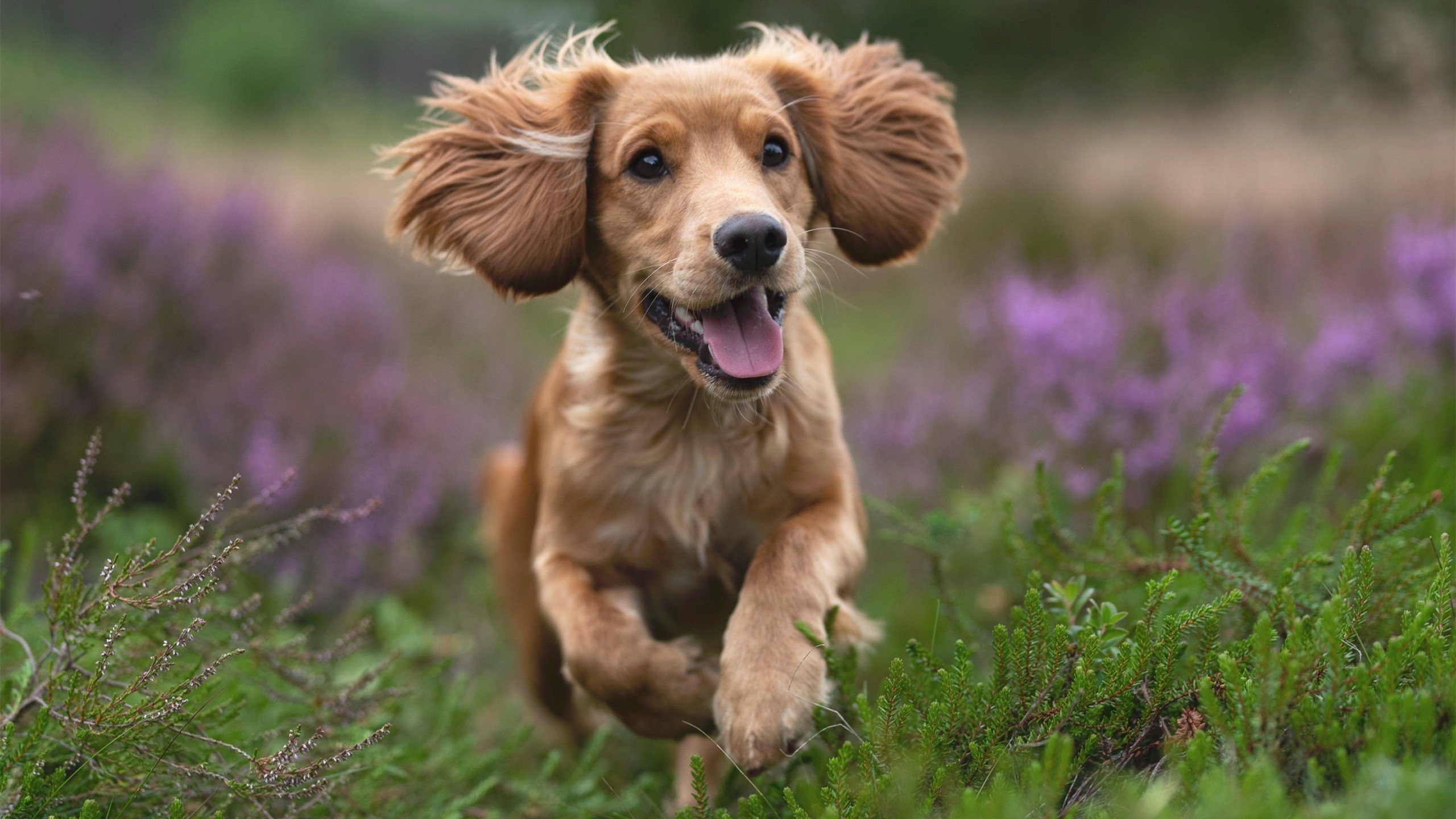 伊朗男篮在亚洲预赛中奋勇拼搏，冲击奥运梦，伊朗 男篮