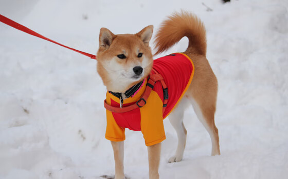 爱游戏官网-德甲攻防平衡：既是战术也是艺术，德甲进攻型球队