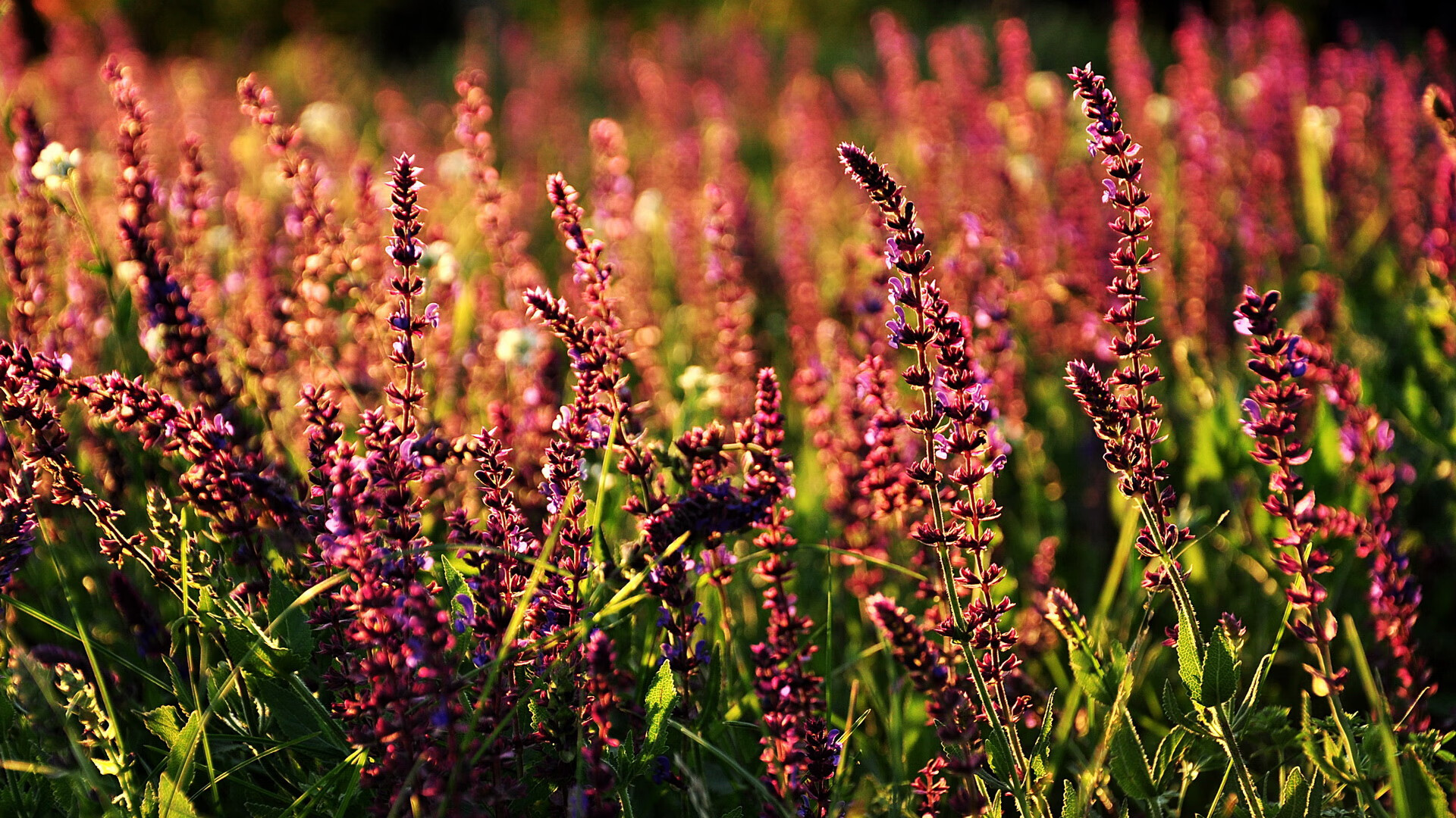 恩多比·恩乔：南非队的技术与战术核心，关键时刻屡屡出色表现