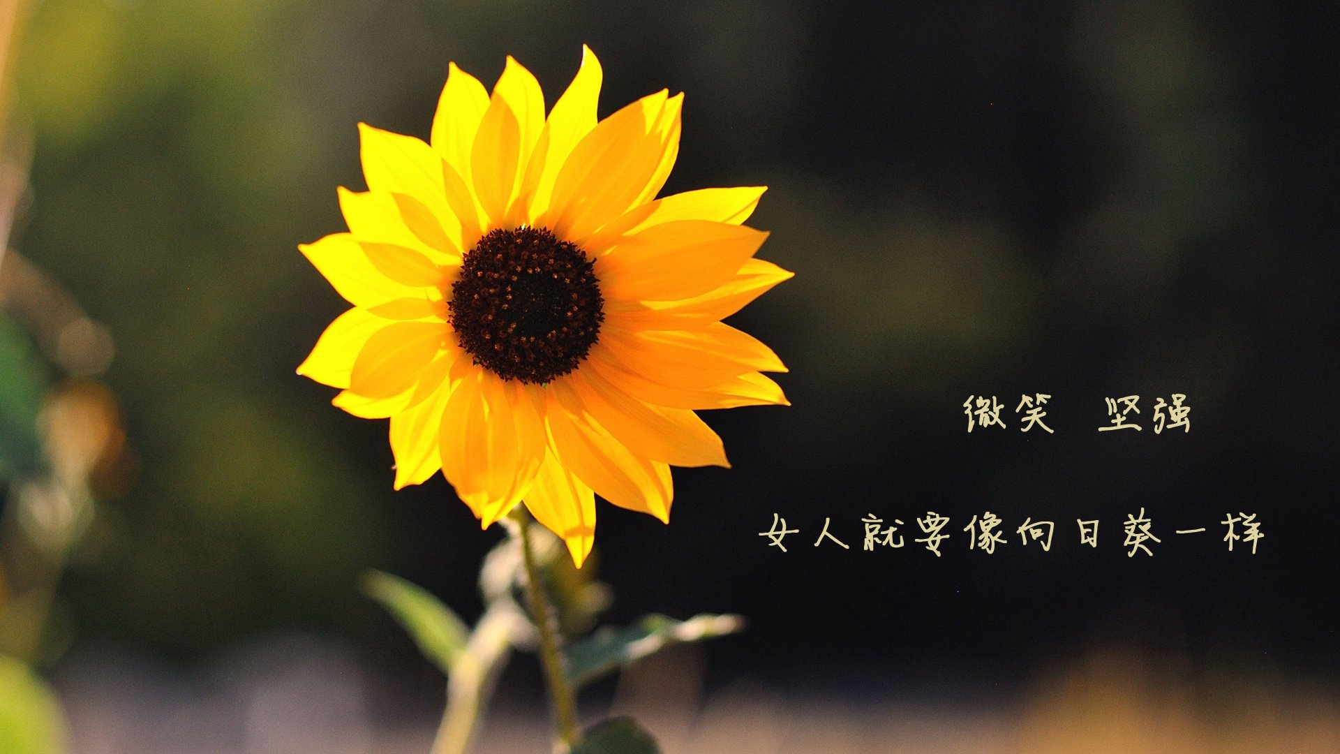 AYX官网-澳大利亚队用坚韧精神征服赛场挑战，澳大利亚队实力