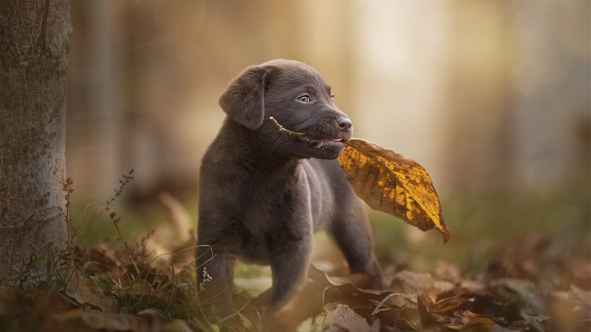 爱游戏体育APP下载-苏炳添表示不放弃就是最快的秘诀，苏炳添突破瓶颈